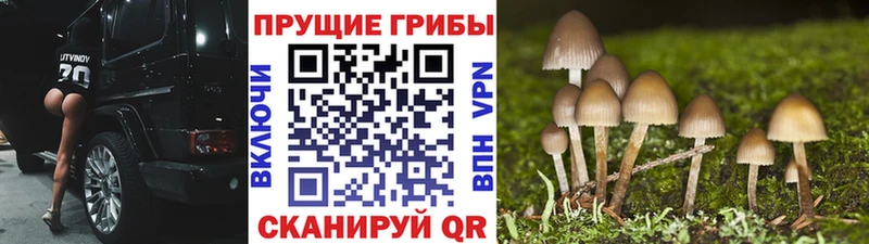 shop какой сайт  Новочеркасск  Псилоцибиновые грибы мухоморы  как найти наркотики 